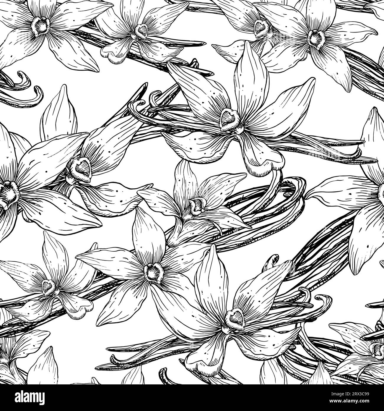Motif sans couture Vanilla Flowers. Illustration vectorielle florale dessinée à la main d'orchidées et de bâtons. Croquis d'épice alimentaire ou ingrédient pour l'huile essentielle pour envelopper le papier sur fond isolé blanc. Illustration de Vecteur