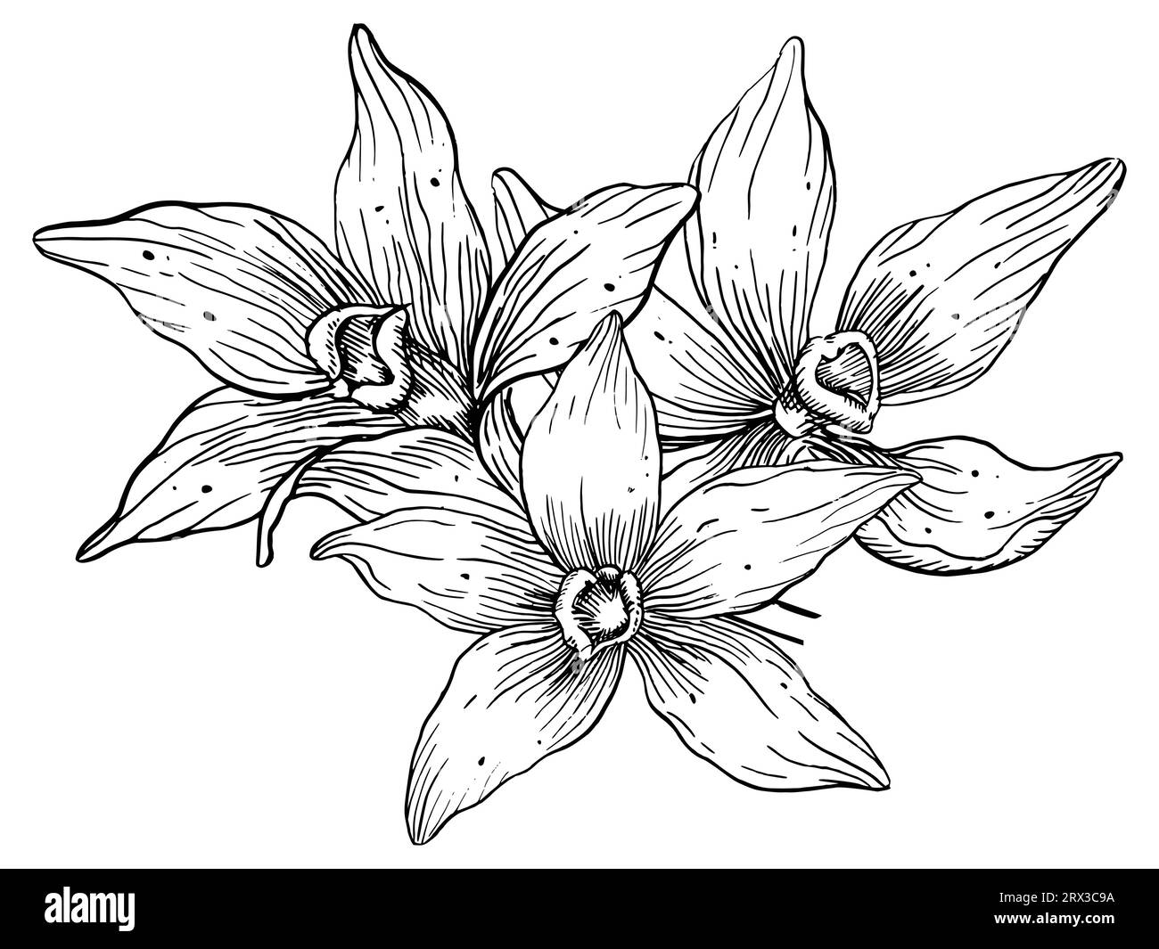 Fleurs de vanille. Illustration florale vectorielle dessinée à la main d'orchidées sur fond isolé blanc. Ingrédient alimentaire pour aromathérapie. Épices à base de plantes pour étiquette alimentaire. Dessin au trait pour huile essentielle. Illustration de Vecteur