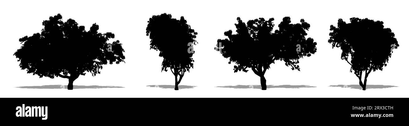 Ensemble ou collection d'arbres Bougainvilliers comme une silhouette noire sur fond blanc. Concept ou illustration conceptuelle 3D pour la nature, la planète, l'écologie Banque D'Images