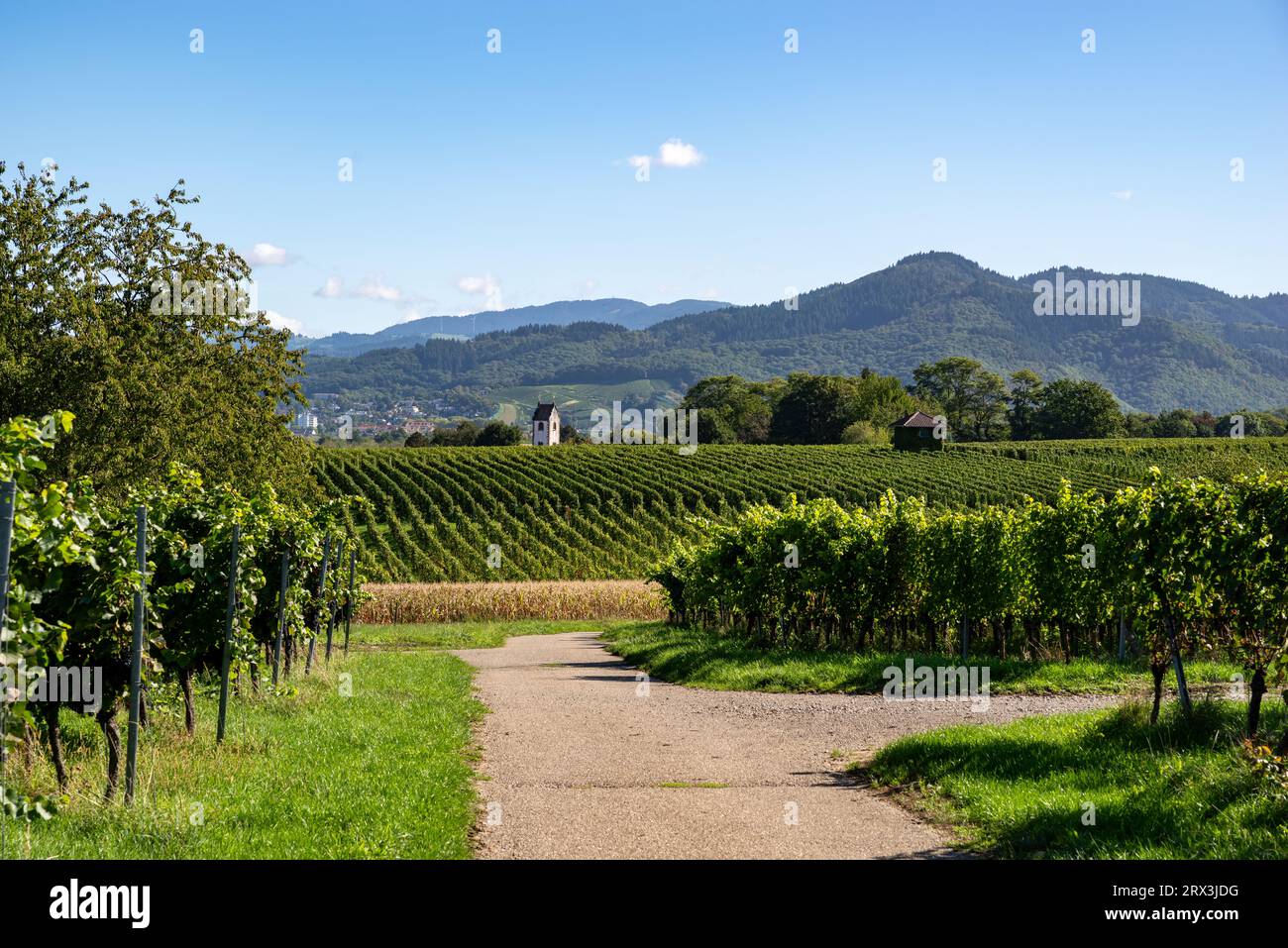 Vue sur les vignobles jusqu'aux montagnes de la Forêt Noire Banque D'Images