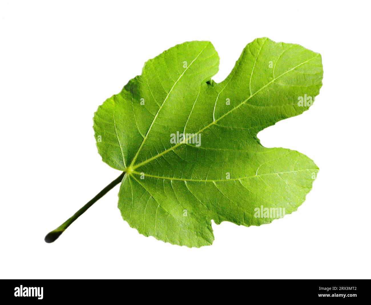 Détail d'une feuille de figuier biologique éclairée par un point de soleil. Isolé sur fond blanc. Portugal. Banque D'Images