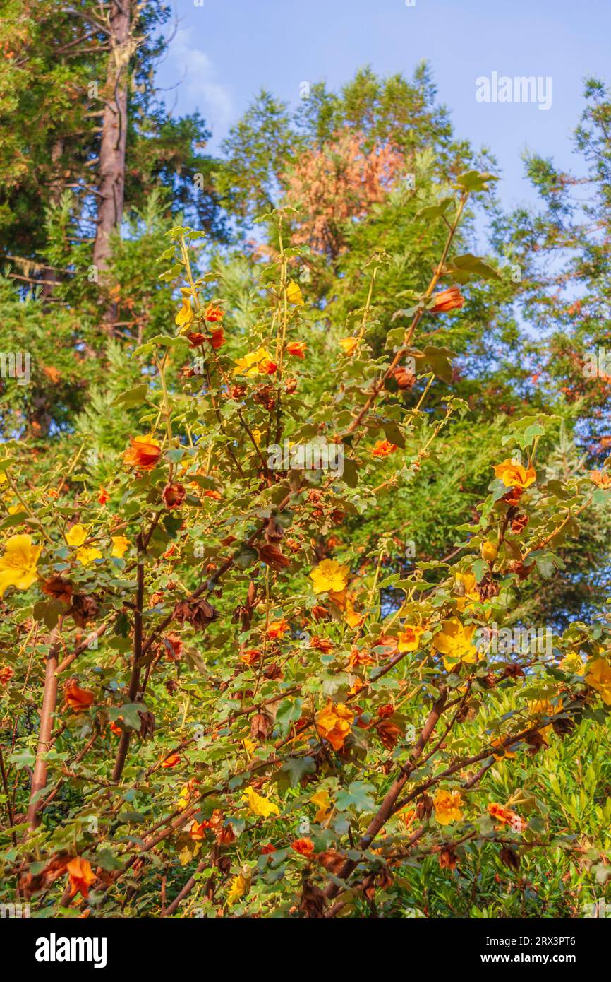 Fleur de Flannelbush, une espèce de Fremontodendron, au Gualala Arts Center à Gualala, sur la côte pacifique nord de la Californie. Banque D'Images