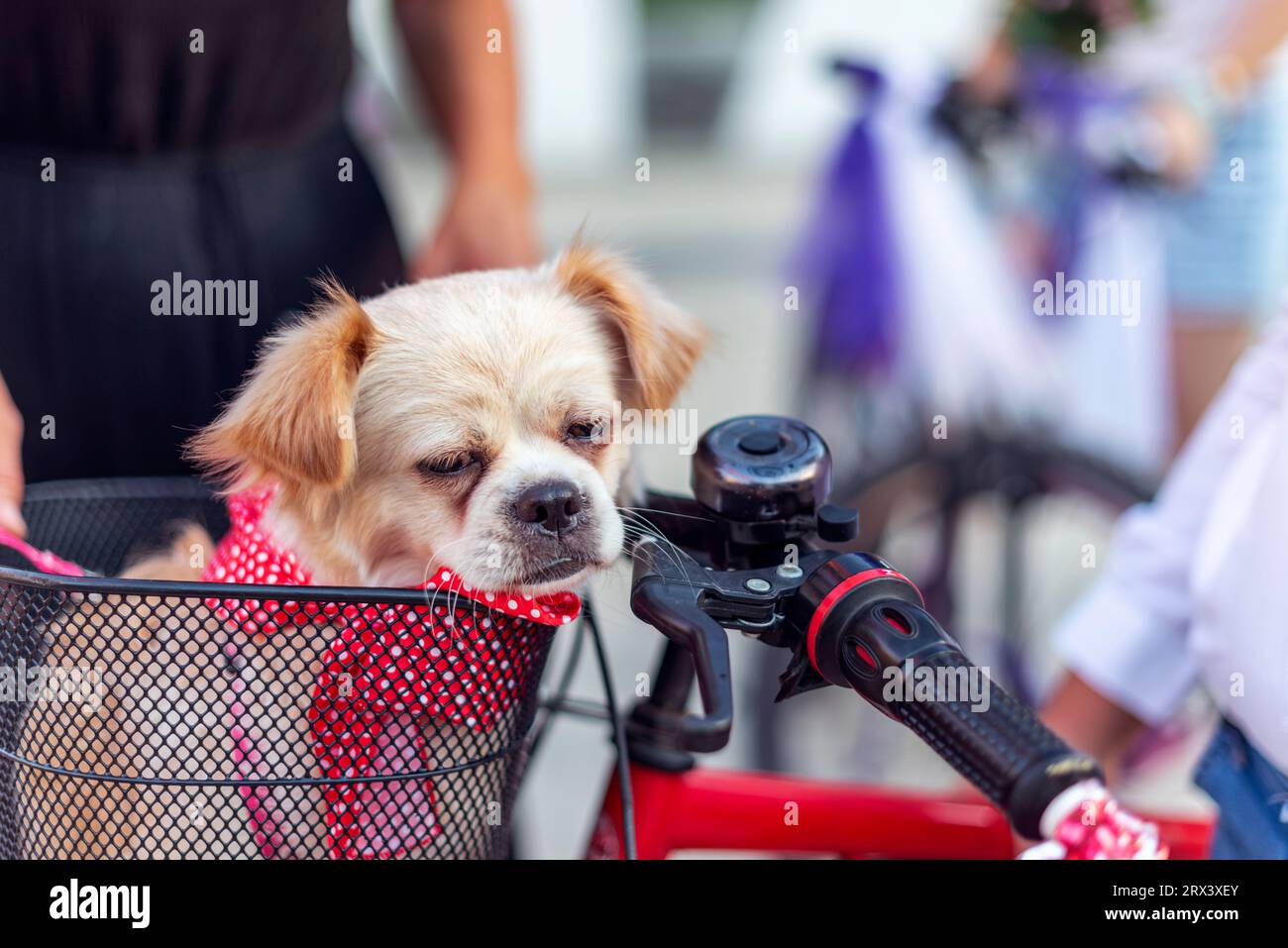 Un chien de fantaisie dans un panier sur l'événement 'Fancy Women Bike Ride' dans la ville d'Adana du pays de la Turquie. 09.17.2023 Banque D'Images
