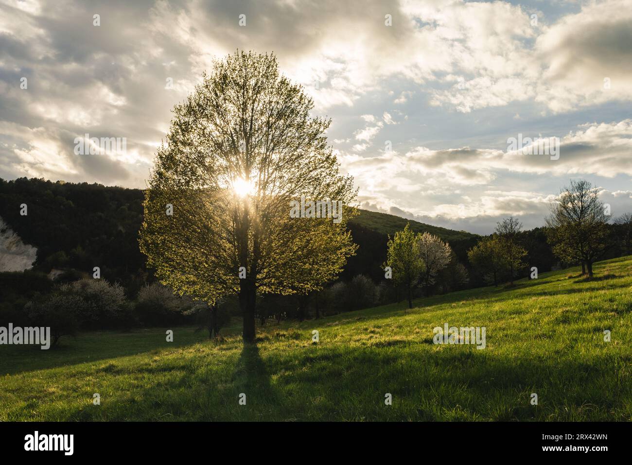 Bel arbre en fleurs sur prairie avec colline et plusieurs arbres sur fond au coucher du soleil. Rayon de soleil brillant à travers la couronne de l'arbre - photo horizontale. Banque D'Images
