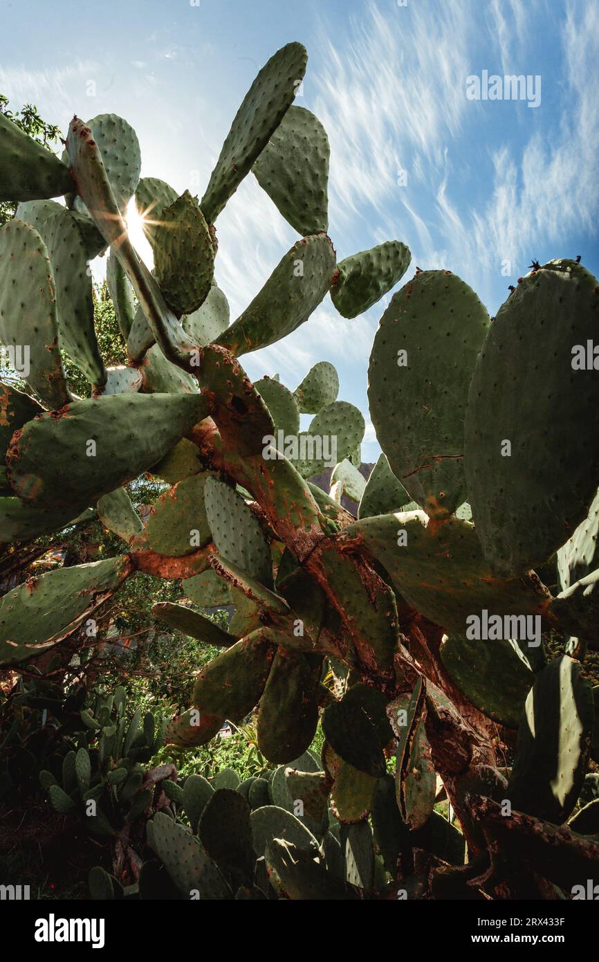 Photo verticale - gros plan des ailes d'ange Opuntia microdasys ou des oreilles de lapin cactus dans la nature sauvage avec des collines sur fond. Banque D'Images