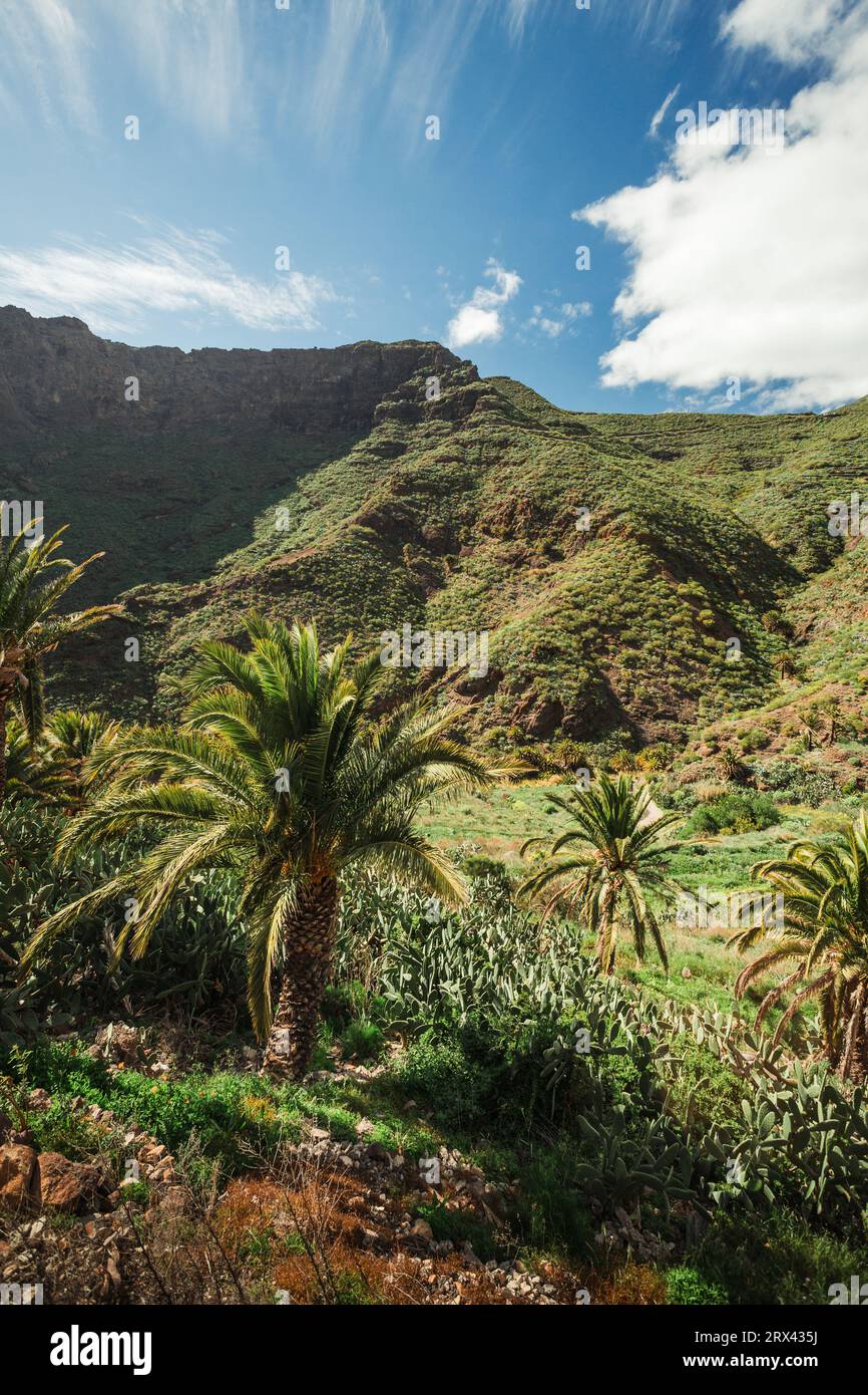 Photo verticale du beau village Masca de Tenerife, Espagne. Vue panoramique sur les palmiers et les collines verdoyantes avec ciel nuageux dans les îles Canaries. Banque D'Images