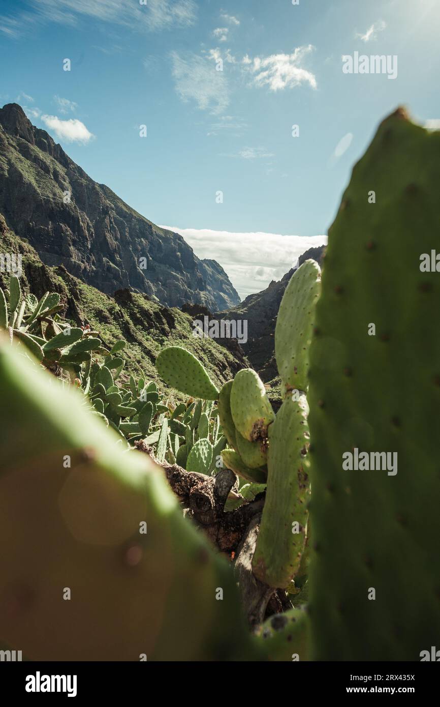 Photo verticale - gros plan des ailes d'ange Opuntia microdasys ou des oreilles de lapin cactus dans la nature sauvage avec des collines sur fond. Banque D'Images