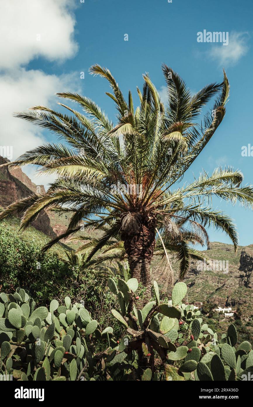 Photo verticale de palmier vert avec des collines et des rochers sur le fond. Palmier tropical par temps venteux sur la journée ensoleillée. Banque D'Images