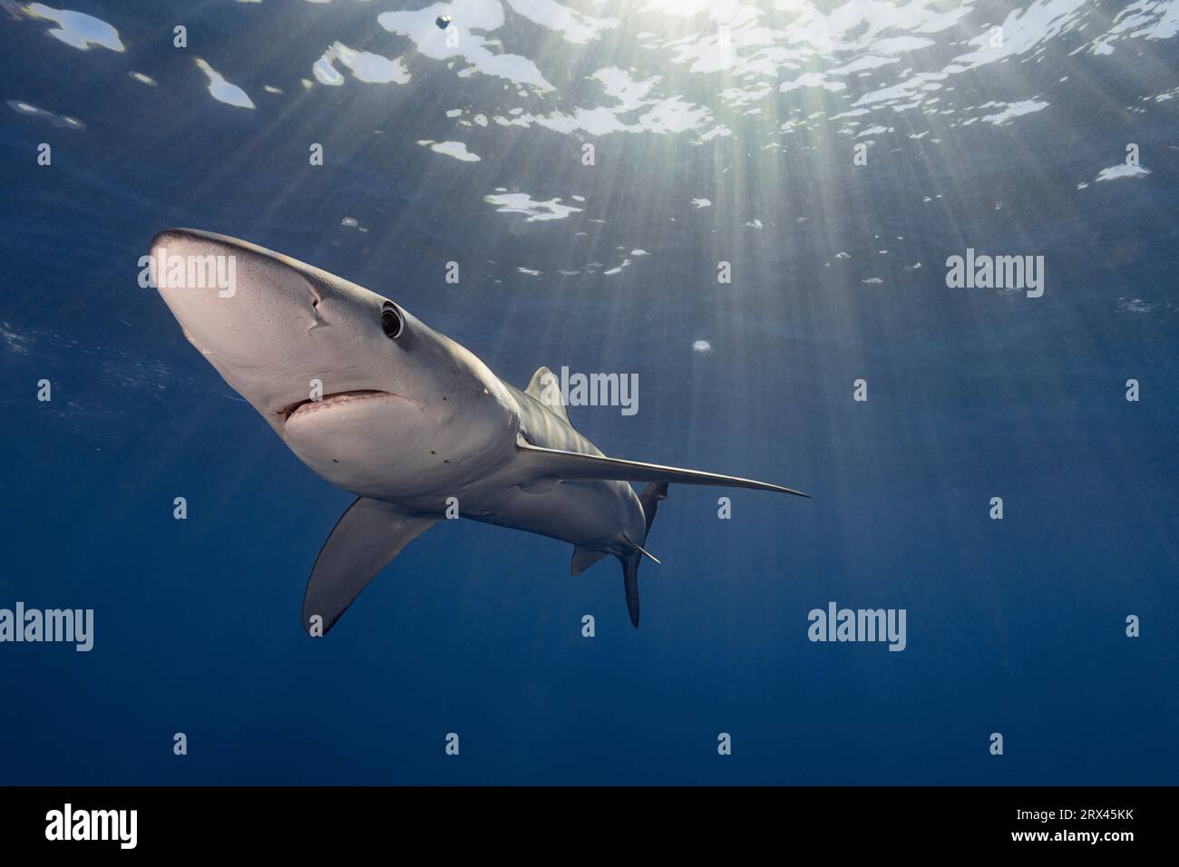 Requin bleu, Prionace glauca, avec de petits parasites sur le visage et le devant du corps, au large de Cabo San leucas, Basse-Californie du Sud, Mexique, Océan Pacifique est Banque D'Images Requin bleu, Prionace glauca, avec de petits parasites sur le visage et le devant du corps, au large de Cabo San leucas, Basse-Californie du Sud, Mexique, Océan Pacifique est Banque D'Images