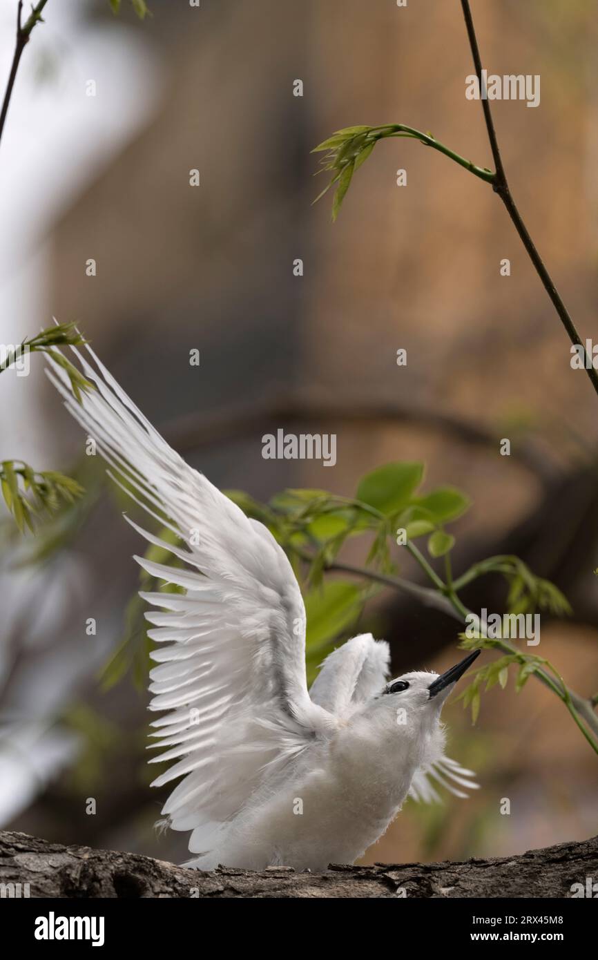 Sterne blanche ou fée, Gygis alba, grand poussin étirant des ailes sur l'arbre du nid, immeuble de grande hauteur en construction en arrière-plan, Hawaï Banque D'Images