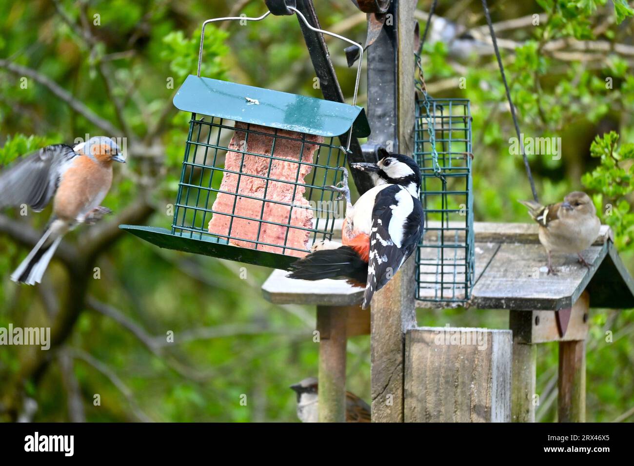 Un grand pic tacheté et une paire de mouchoirs mangeant un bloc de suif dans un jardin. Pays de Galles du Nord, Royaume-Uni Banque D'Images