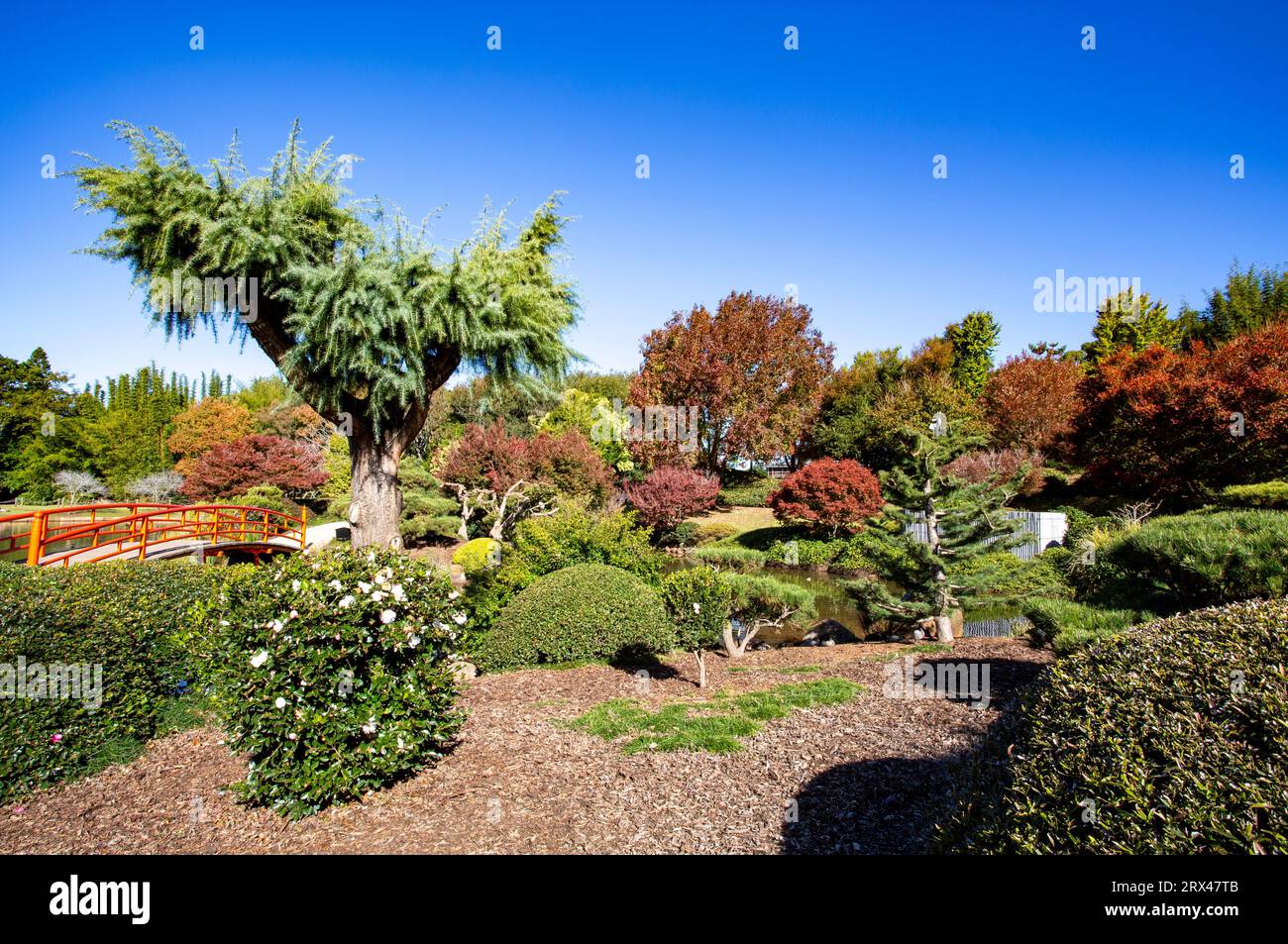 Le jardin japonais Toowoomba est un jardin botanique créé en 1989 pour les loisirs publics. Banque D'Images
