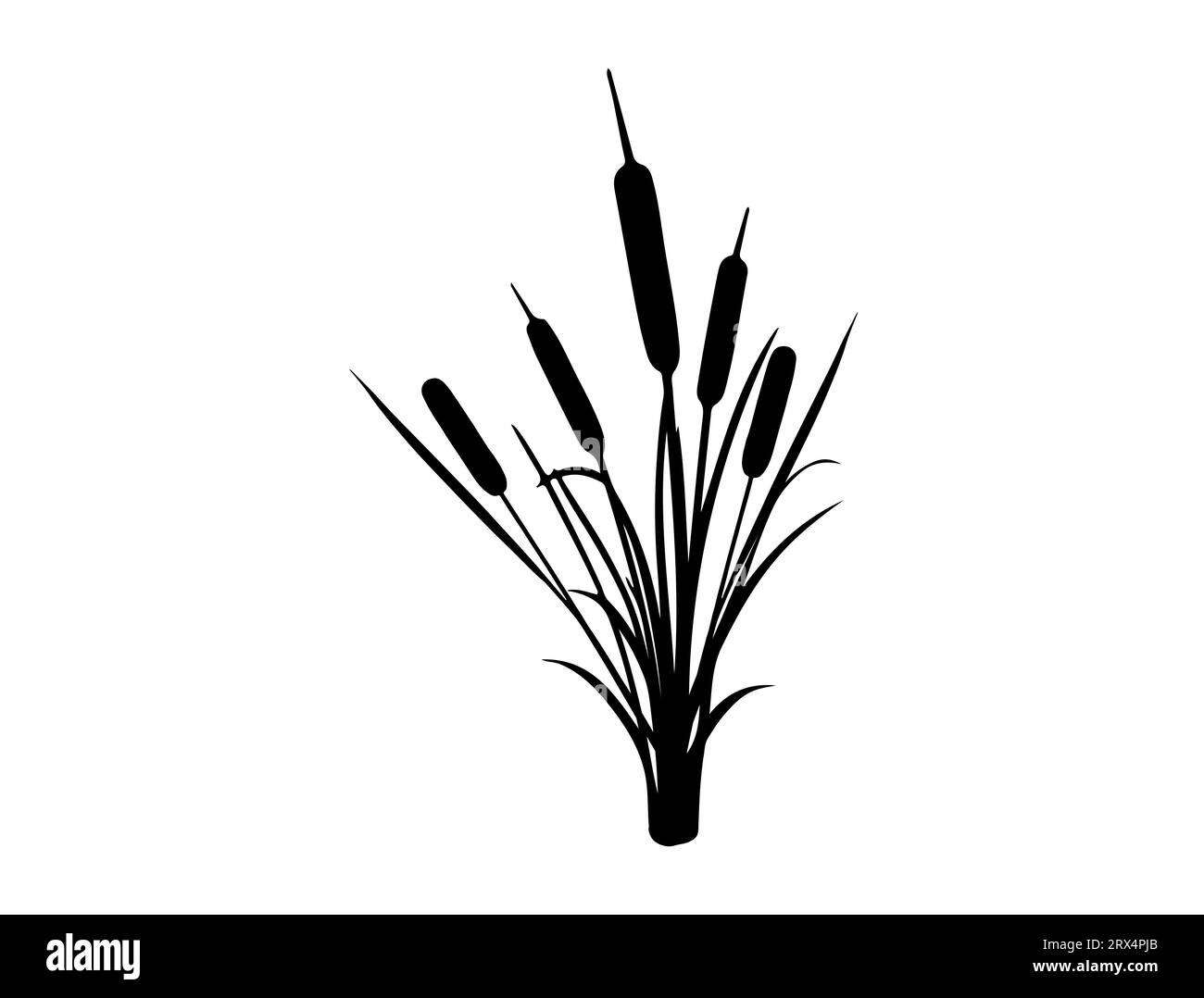 Fond blanc d'art vectoriel de silhouette de cattail Illustration de Vecteur