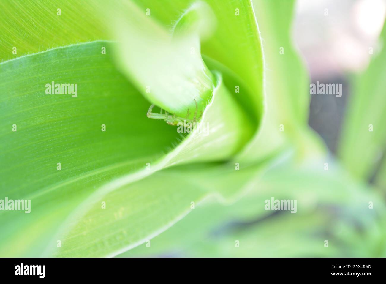 Astucieusement dissimulée dans la plante de maïs, une minuscule araignée verte attend patiemment sa proie sans méfiance. Le prédateur secret de la nature. Banque D'Images