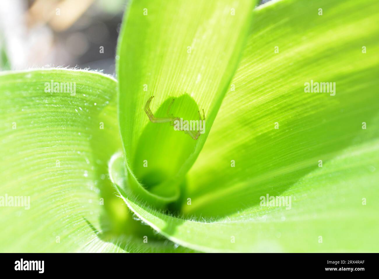 Astucieusement dissimulée dans la plante de maïs, une minuscule araignée verte attend patiemment sa proie sans méfiance. Le prédateur secret de la nature. Banque D'Images