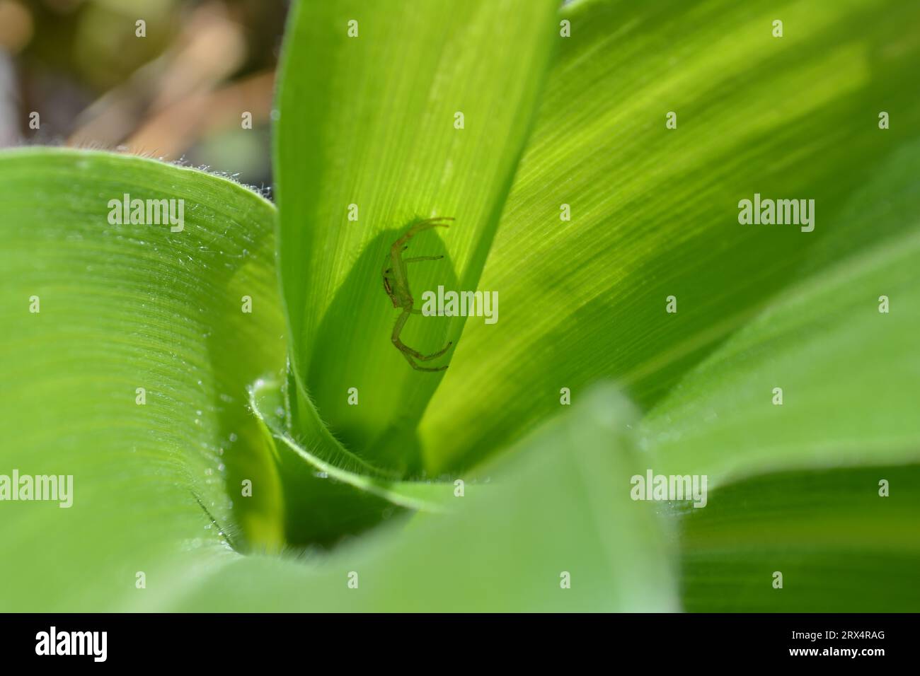 Astucieusement dissimulée dans la plante de maïs, une minuscule araignée verte attend patiemment sa proie sans méfiance. Le prédateur secret de la nature. Banque D'Images