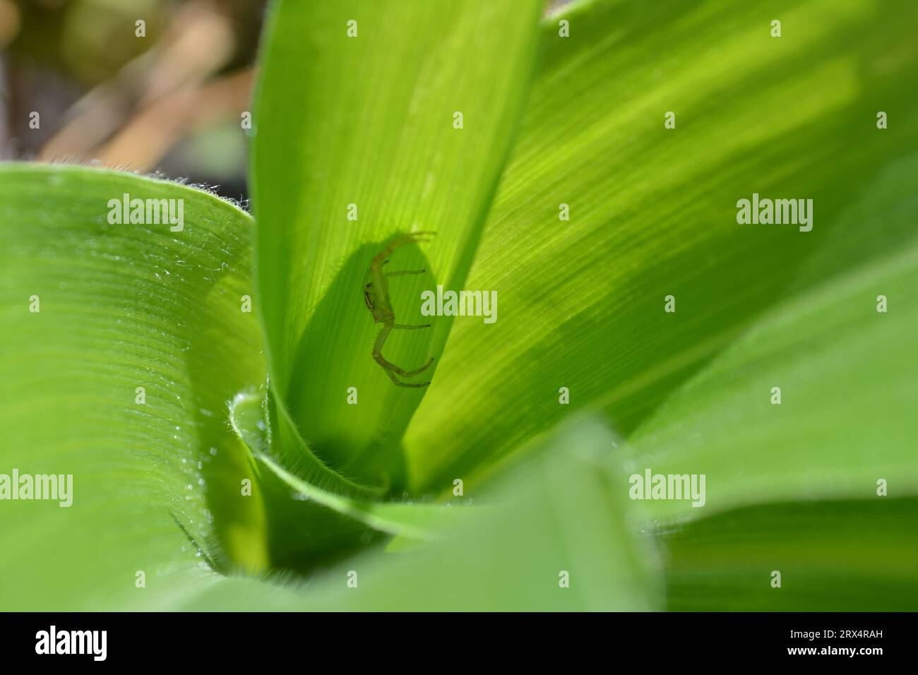 Astucieusement dissimulée dans la plante de maïs, une minuscule araignée verte attend patiemment sa proie sans méfiance. Le prédateur secret de la nature. Banque D'Images