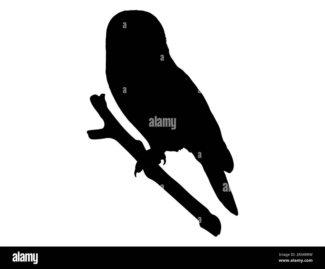 Fond blanc d'art vectoriel de silhouette de chouette Illustration de Vecteur