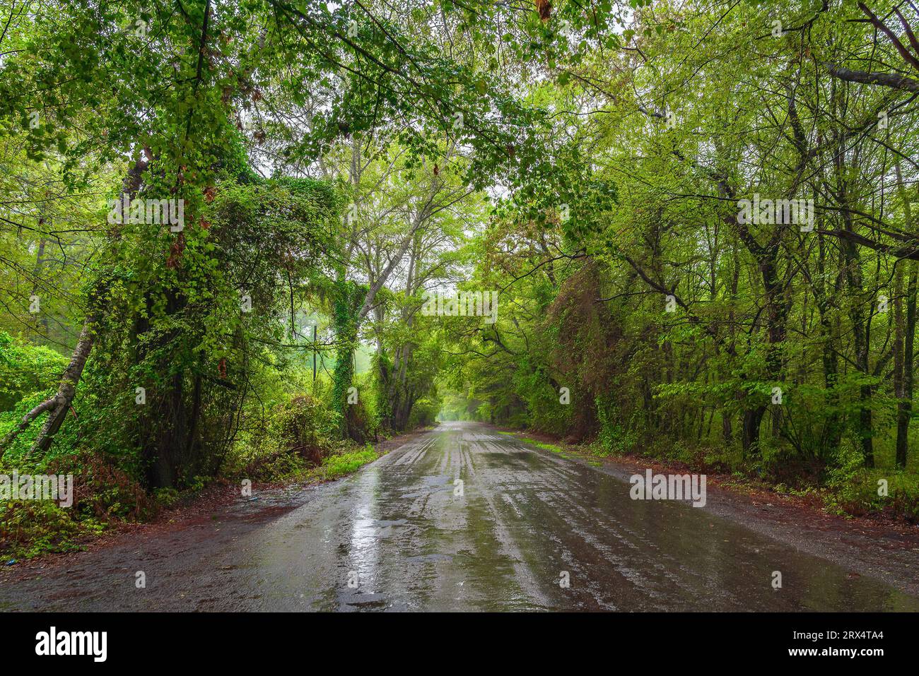 Route asphaltée humide à travers la forêt verte par une journée pluvieuse d'été Banque D'Images