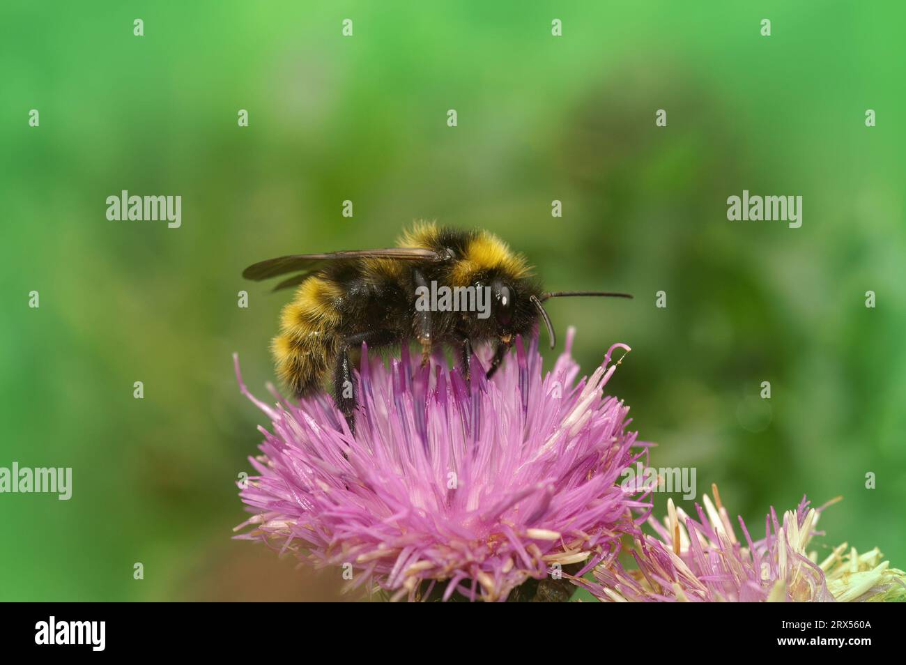 Gros plan naturel sur un mâle coloré jaune et noir bourdon ou bourdon de champ, Bombus campestris sur un knapweed violet Banque D'Images