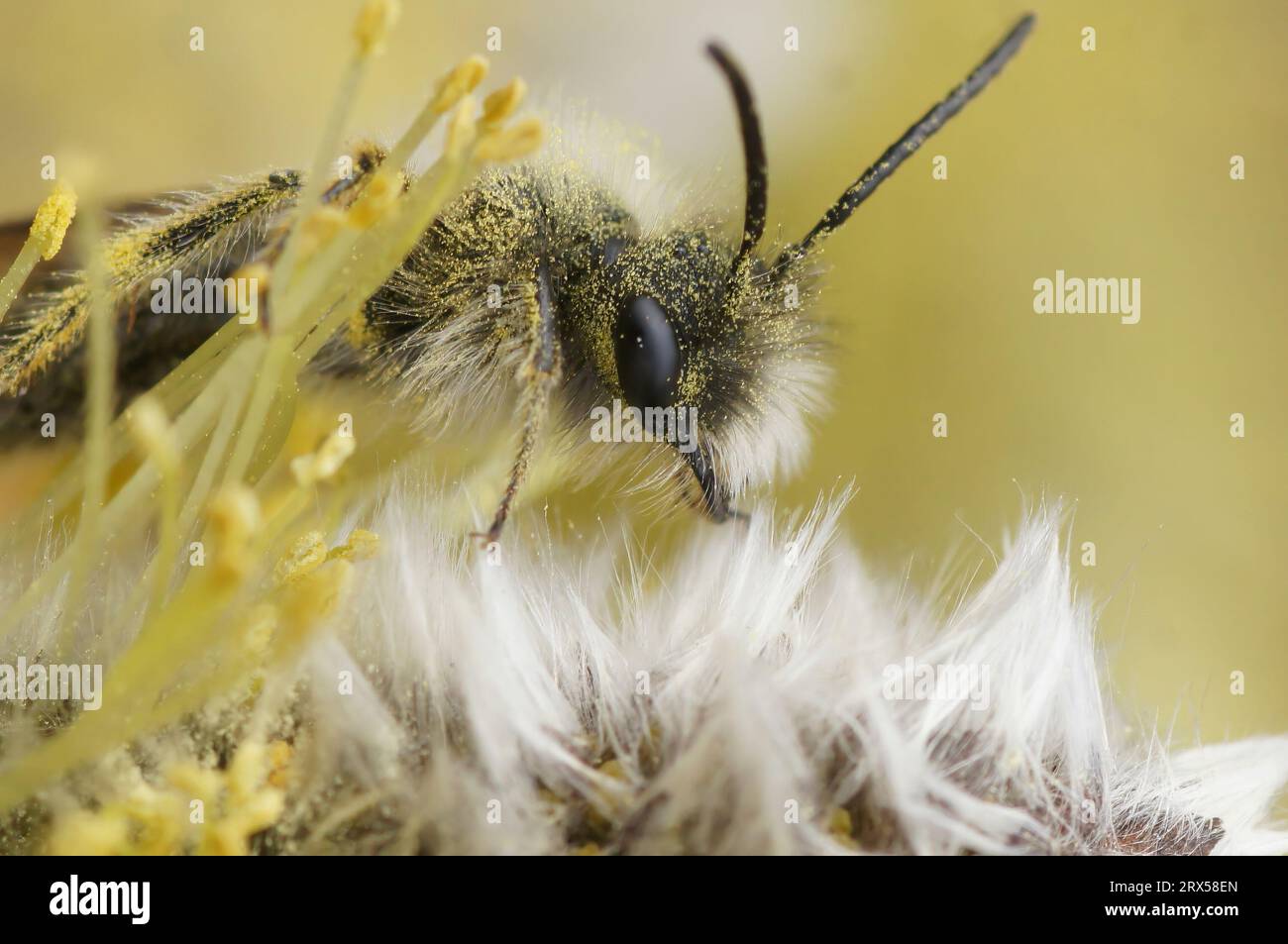 Gros plan naturel sur un mâle de l'abeille du mineur nycthéméral en voie de disparition, Andrena nycthemera mangeant du pollen de Willow, Salix Banque D'Images
