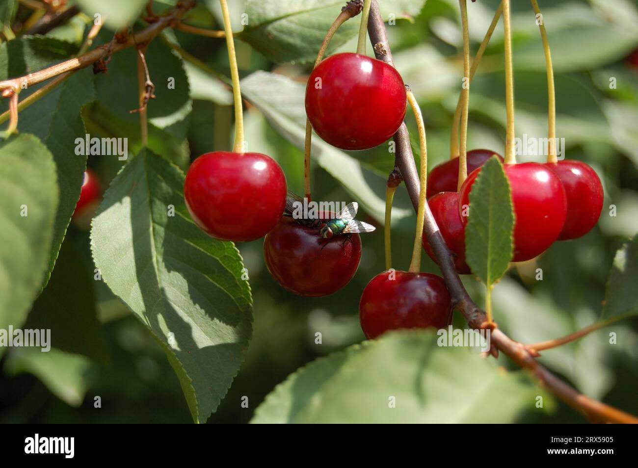 Cerises avec deux mouches sur le dessus et feuilles vertes en arrière-plan Banque D'Images