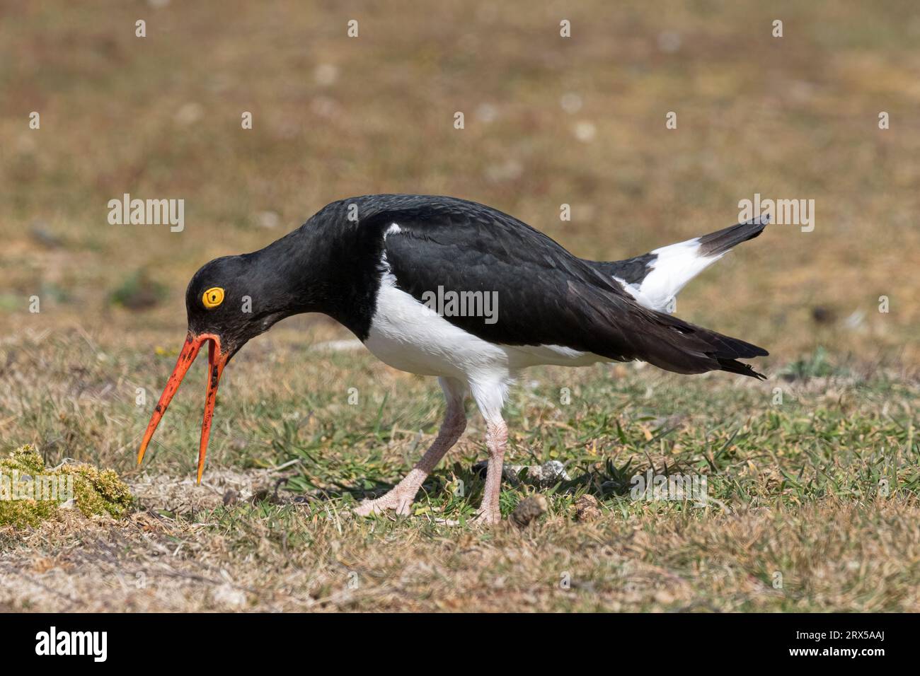 Magellanic Oystercatcher, Haematopus leucopodus, oiseau adulte appelant Carcass Island, îles Malouines novembre Banque D'Images