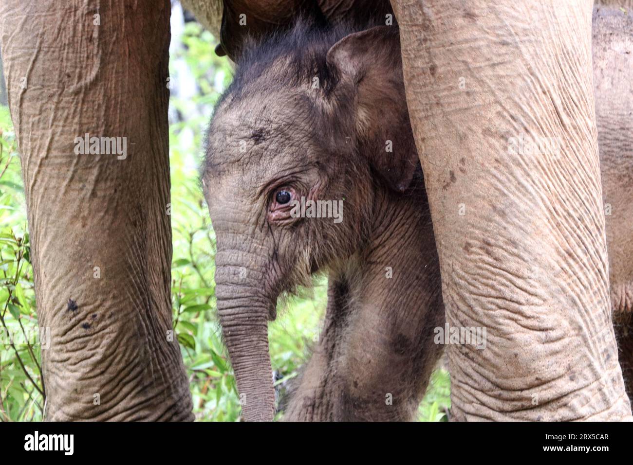 Aceh Barat, Indonésie. 23 septembre 2023. Une femelle éléphante Sumatra se tient près de sa mère à l’unité de sauvetage de conservation (CRU) Alue Kuyun dans le district d’Aceh Barat de la province d’Aceh, en Indonésie, le 23 septembre 2023. Crédit : Yulham/Xinhua/Alamy Live News Banque D'Images