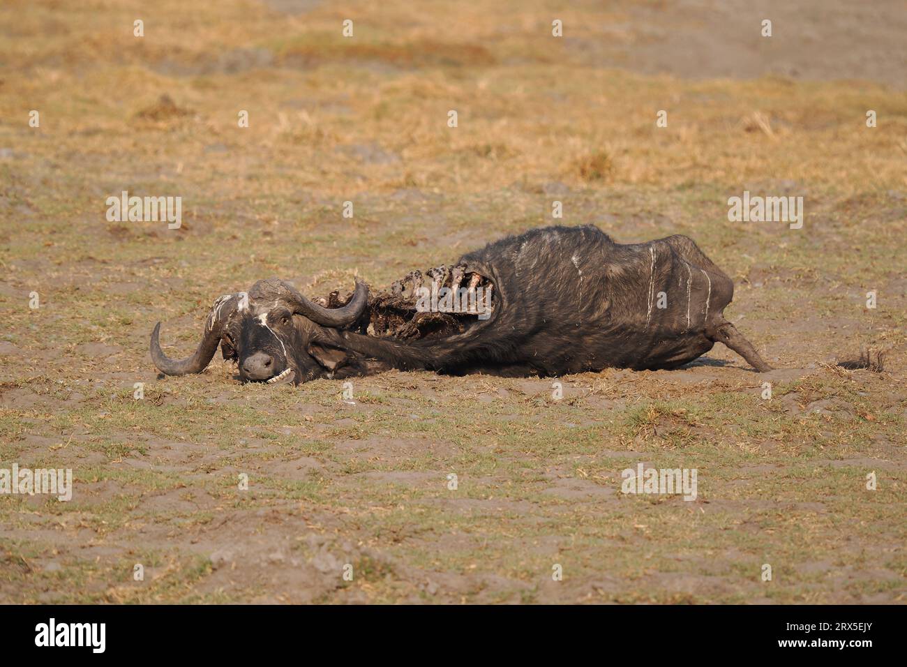 Les lions de la région de Moremi Botswana étaient tous capables d'abattre de grandes espèces de proies, buffles d'eau, girafe et hippopotame ont tous été victimes ! Banque D'Images