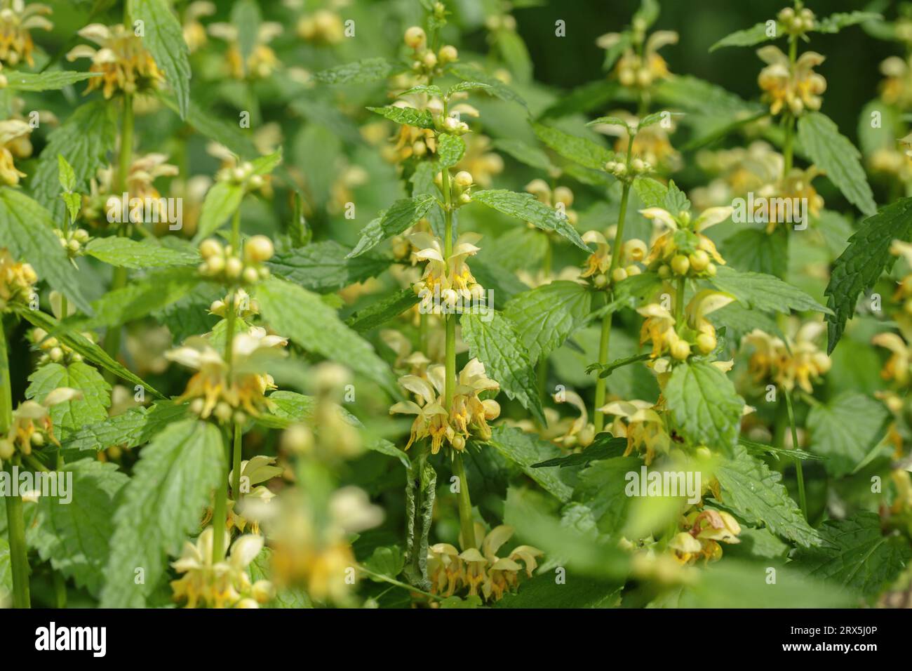 L'ortie archange dorée (Lamium galeobdolon). Banque D'Images