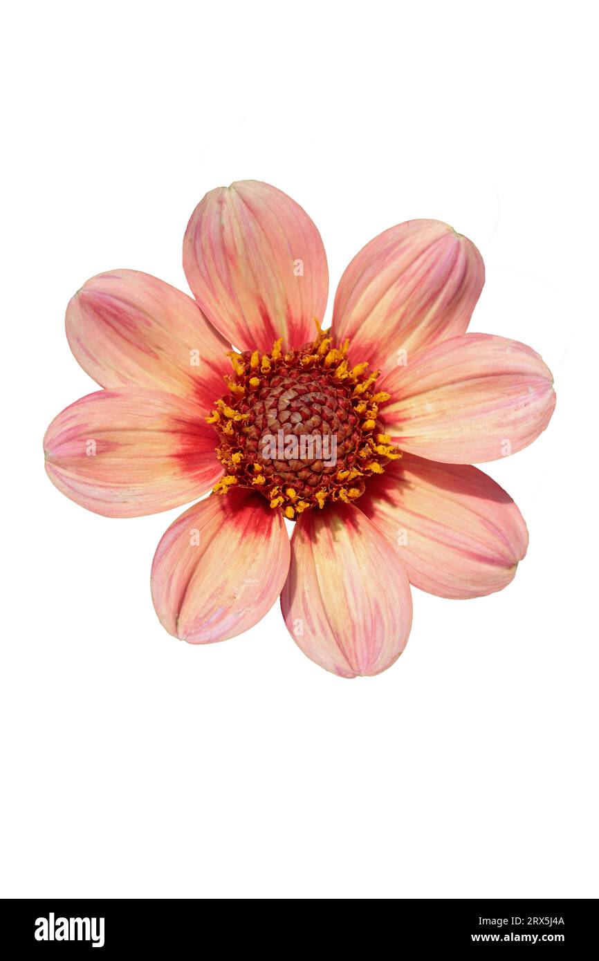 Fleur de dahlia de forme irrégulière isolée sur blanc. Banque D'Images