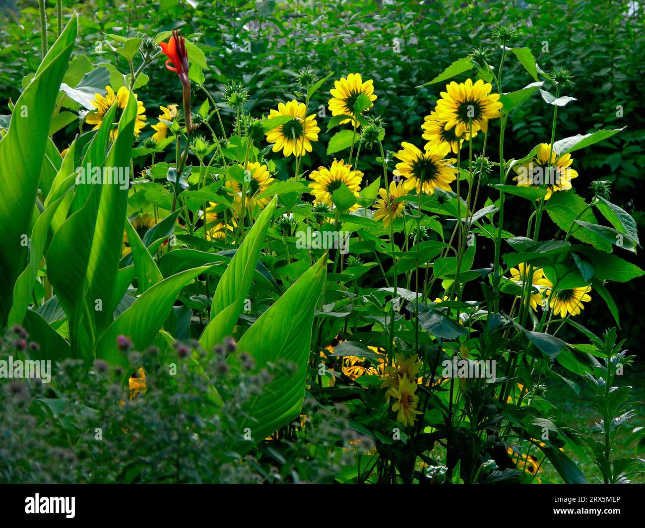 Œil de soleil, Heliopsis var. scabra Banque D'Images