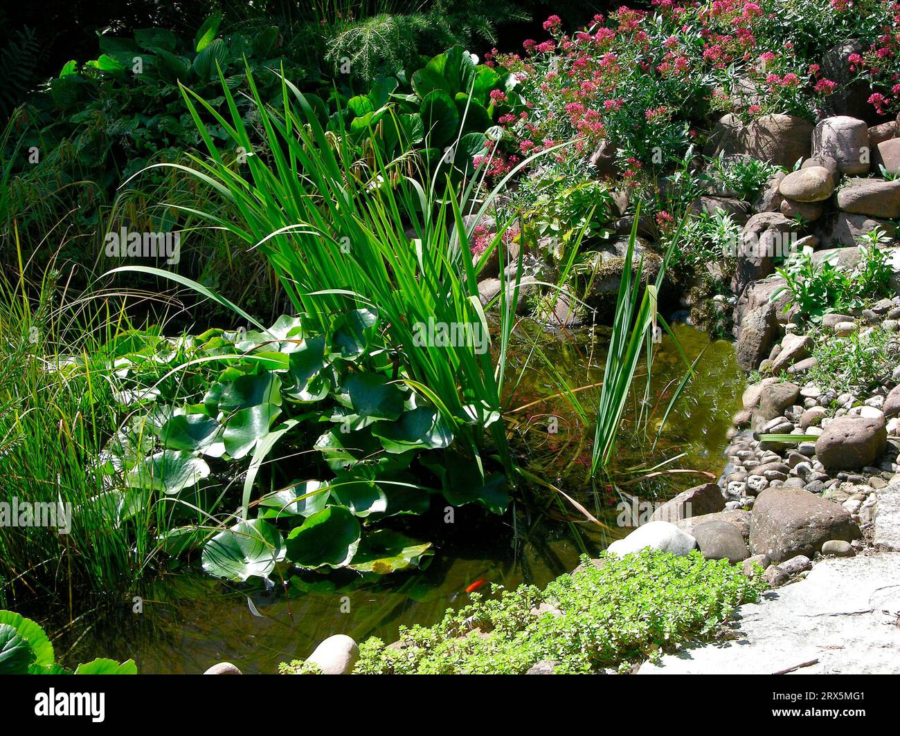 Étang de jardin avec poissons rouges et plantation de banque, jardin d'été - Banque D'Images
