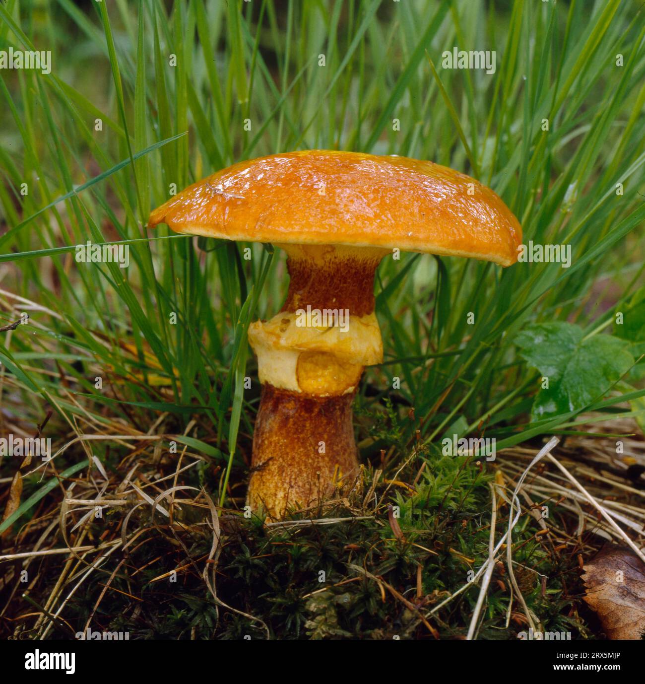 Bolète de Greville (Suillus grevillei) Banque D'Images