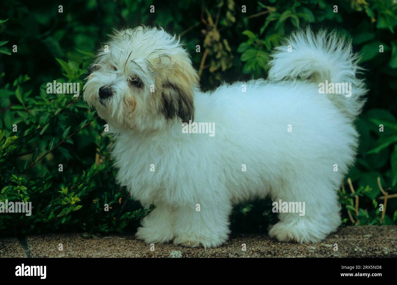 Coton de Tulear, coton de Tulear, 4 lun. Chien en coton, FCI, standard no. 283 Banque D'Images