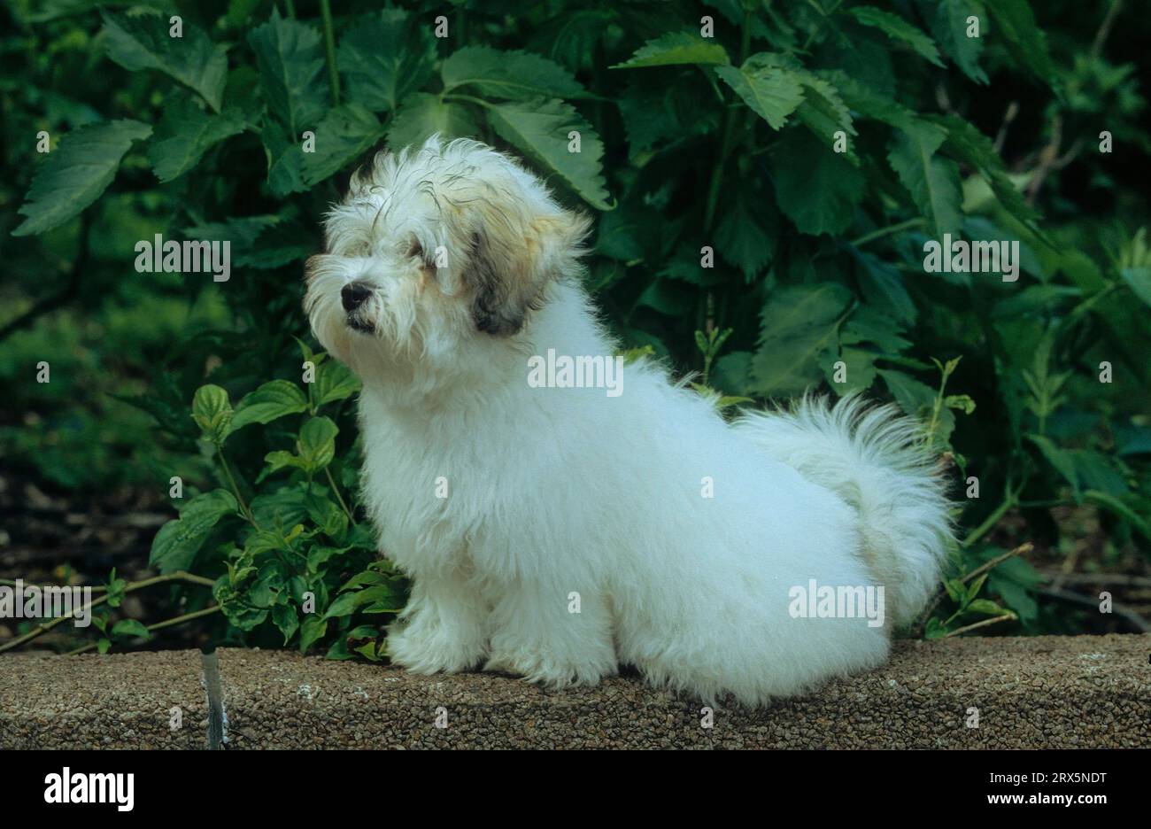 Coton de Tulear, coton de Tulear, 4 lun. Chien en coton, FCI, standard no. 283 Banque D'Images