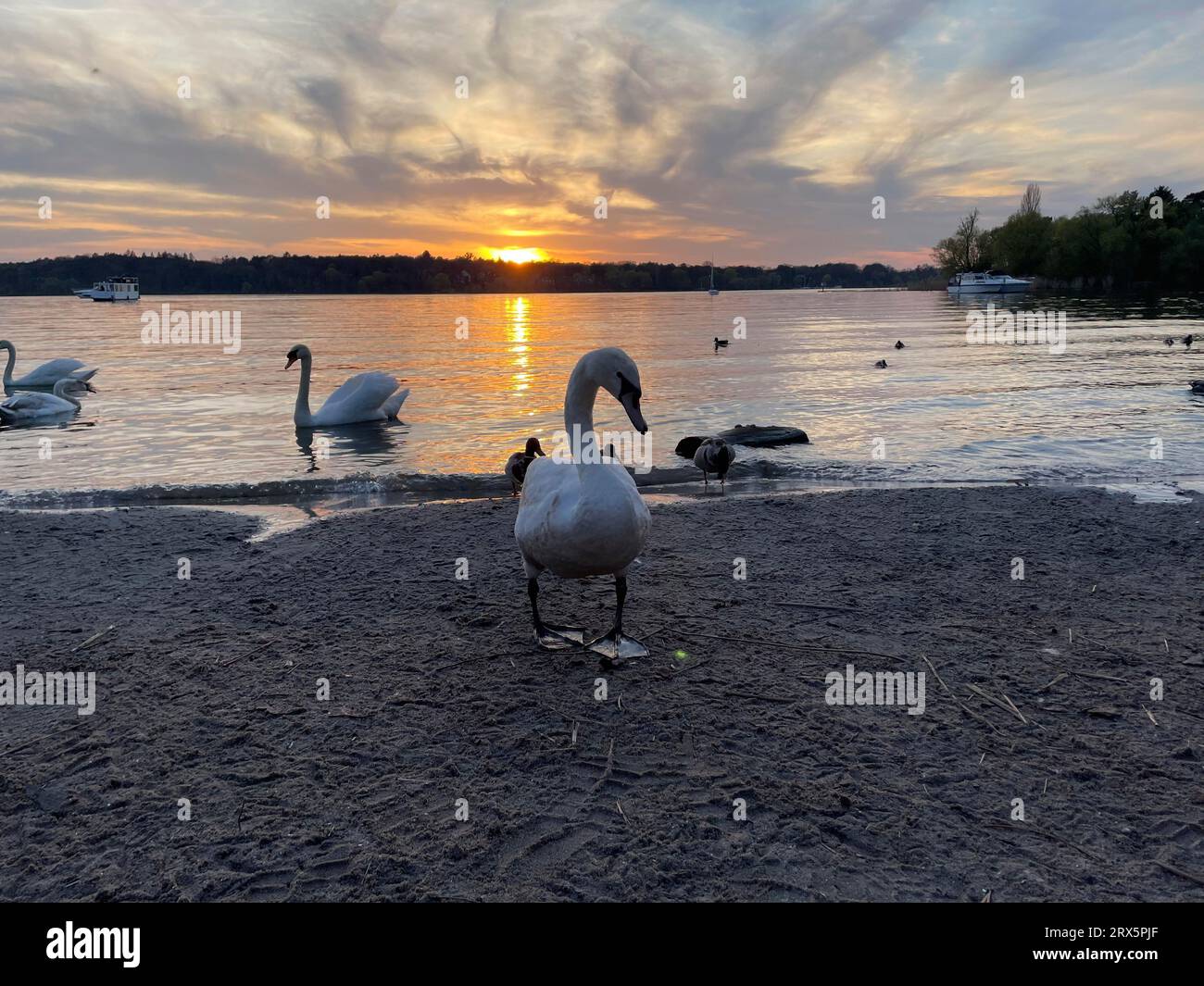 Havel, rive est, Cygne mute (Cygnus olor), ambiance du soir, coucher de soleil, Berlin, Allemagne Banque D'Images