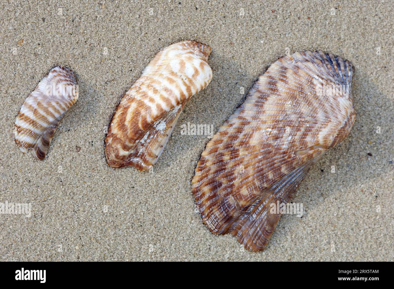 Coquilles d'Arche de Noé (Arca noae), France Banque D'Images