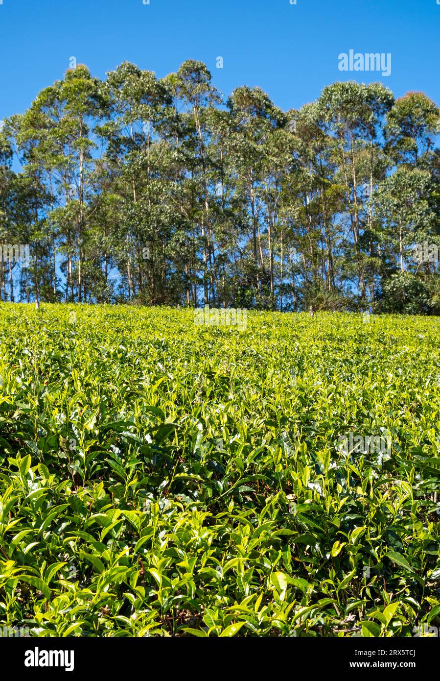Plantation de thé avec des arbres, Munnar, Kerala, Inde Banque D'Images