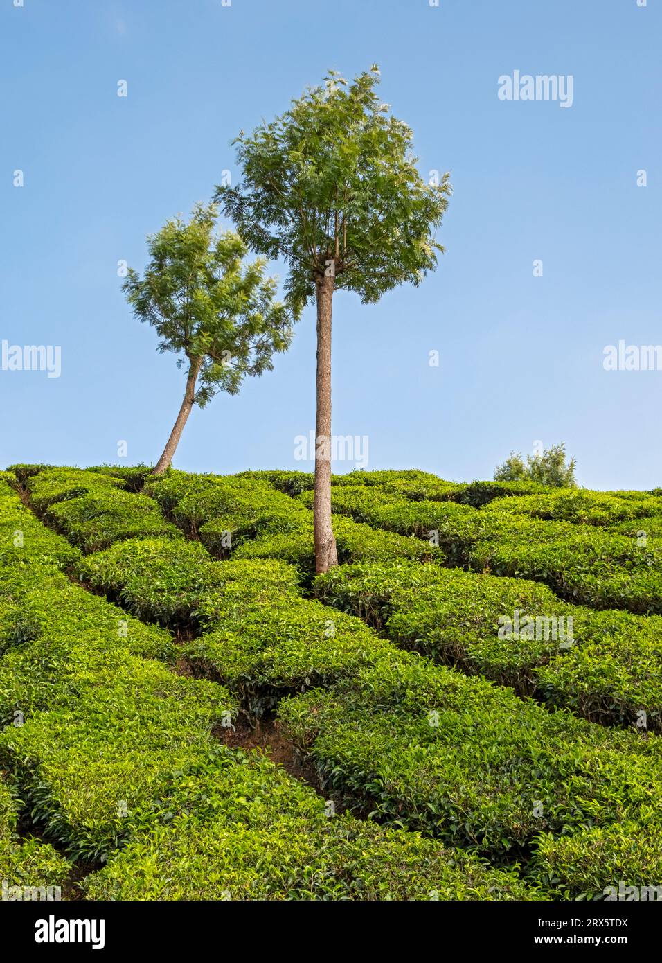Plantation de thé avec deux arbres, Munnar, Kerala, Inde Banque D'Images