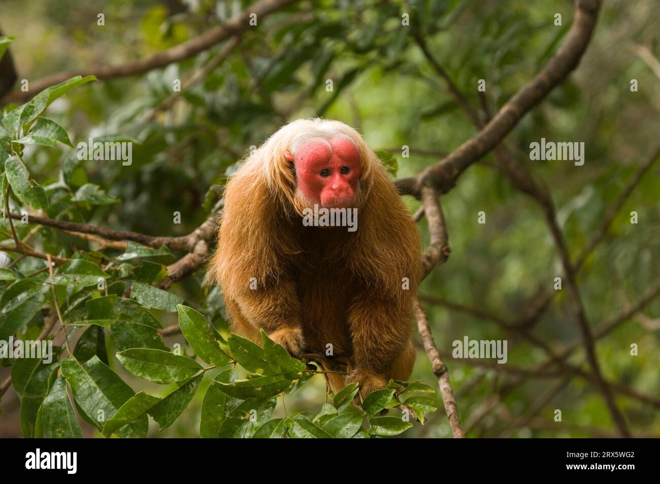 Uakari chauve (Cacajao calvus rubicundus), uakari doré, visage écarlate, Brésil Banque D'Images