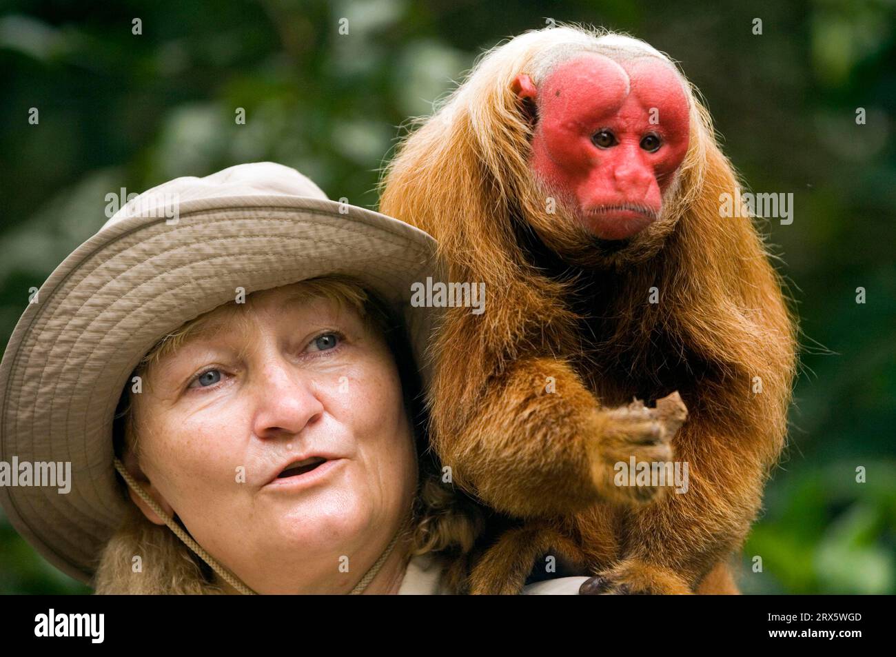 Femme et uakari chauve (Cacajao calvus rubicundus) en station de réintroduction, golduakari, visage écarlate, Brésil Banque D'Images