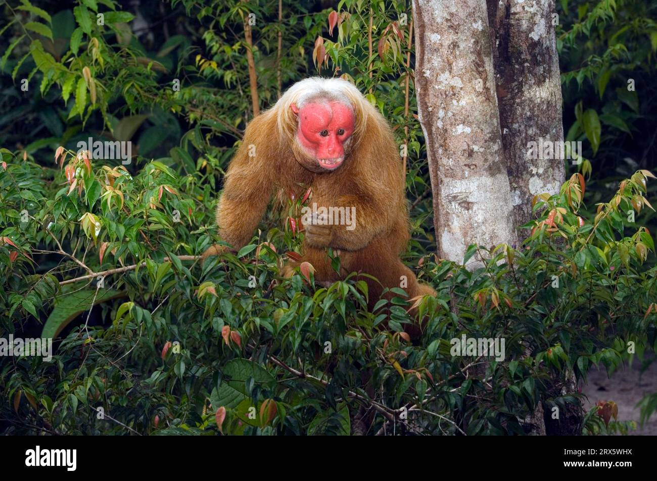 Uakari chauve (Cacajao calvus rubicundus), uakari doré, visage écarlate, Brésil Banque D'Images