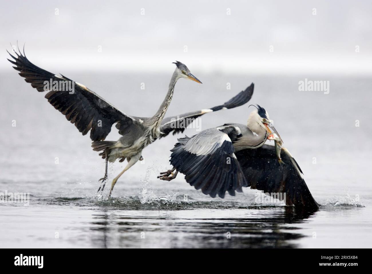 Hérons gris (Ardea cinerea) avec proies, Mecklembourg-Pommerania occidentale, Allemagne Banque D'Images