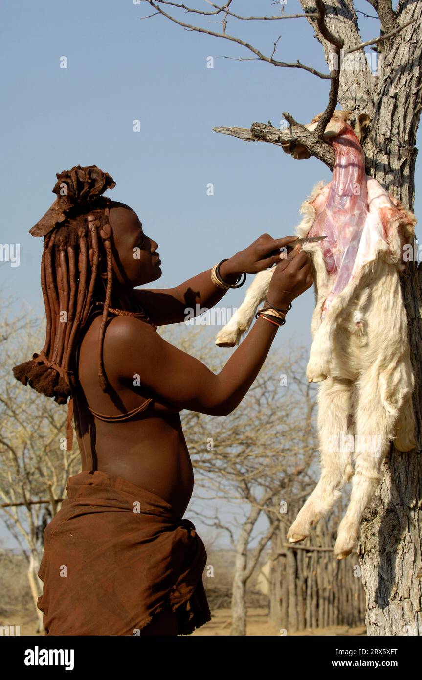 Femme Himba dépouillant des chèvres domestiques fraîchement abattues, Kaokoland, dépouillant, Kaokoveld, Namibie Banque D'Images