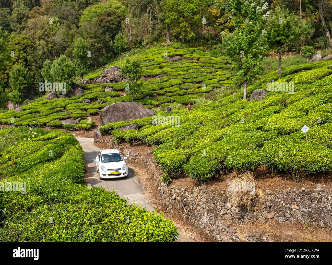 La voiture blanche traverse la plantation de thé Pothamedu, Munnar, Kerala, Inde Banque D'Images