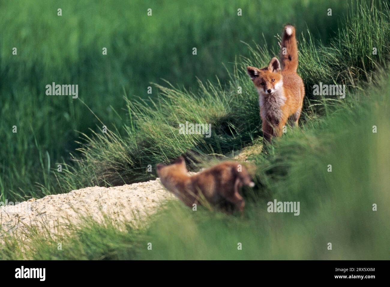 Renard rouge (Vulpes vulpes), les oursons ouvrent les yeux après 13, 15 jours (photo Red Fox kits de différentes femelles), renard rouge, les yeux des oursons s'ouvrent après 13 Banque D'Images