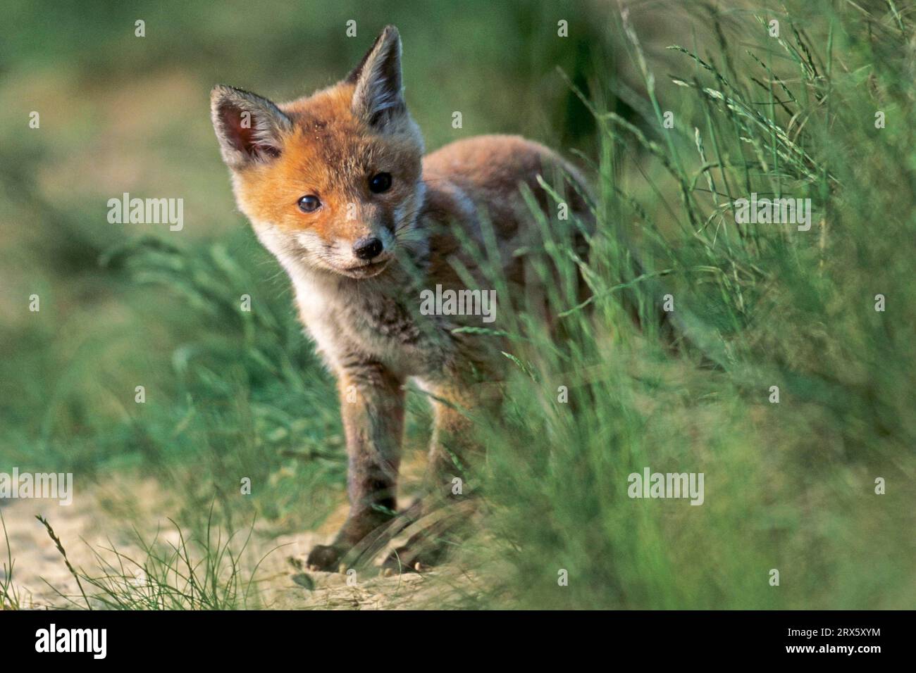 Les renards roux (Vulpes vulpes) sont les principaux porteurs de la rage, en Allemagne cette maladie est considérée comme éradiquée (Renard) (photo Jeune renard devant le Banque D'Images