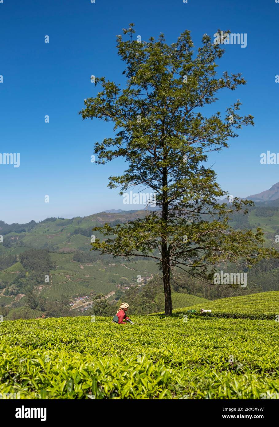 Cueilleur de thé à la plantation avec un arbre solitaire, Munnar, Kerala, Inde Banque D'Images
