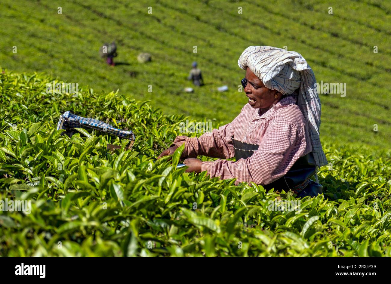 Cueilleur de thé avec téléphone moibile à la plantation à Munnar, Kerala, Inde Banque D'Images